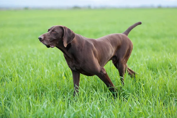 Bir kas çikolata kahverengi av köpeği, Alman Shorthaired ibre, bir safkan, standları noktasında, çim alanlar arasında vahşi bir oyun kokusu kokladı.
