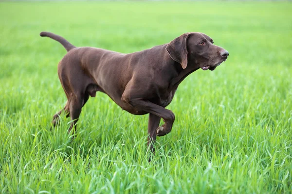 A young muscular brown hunting dog is standing in a point in the field among the green grass. A spring warm day. German Shorthaired Pointer.