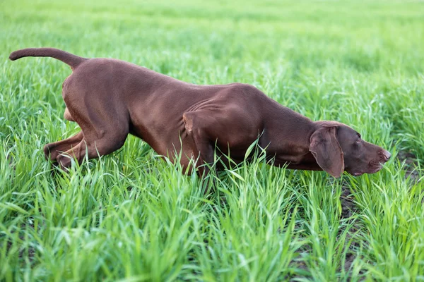 Jovem Cão Caça Marrom Muscular Está Ponto Campo Entre Grama — Fotografia de Stock