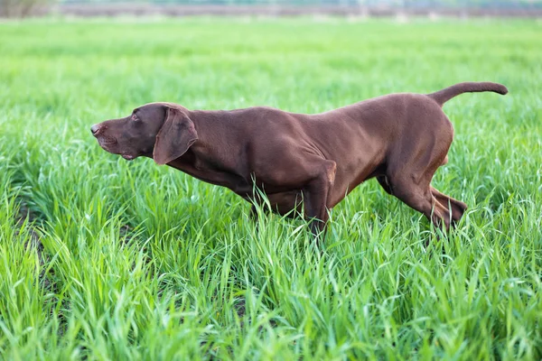 Cão Caça Marrom Congelado Pose Cheirando Ave Grama Verde Ponteiro — Fotografia de Stock