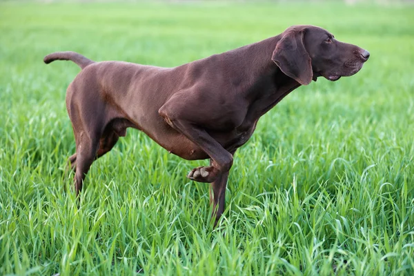 Kahverengi av köpeği yeşil çim wildfowl kokulu poz Don. Alman Shorthaired ibre.