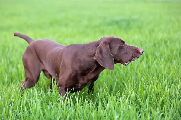 Cão Castanho Chocolate Muscular Alemão Shorthaired Pointer Puro Sangue Está — Fotografia de Stock