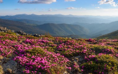Yeşil vadi yüksek dağlarda gökyüzü yaz günde temizlemek için oda ile çok güzel pembe orman gülleri sanki. Güzel yaz manzara.