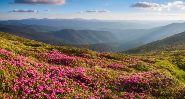 Yeşil vadi yüksek dağlarda gökyüzü yaz günde temizlemek için oda ile çok güzel pembe orman gülleri sanki. Güzel yaz manzara.