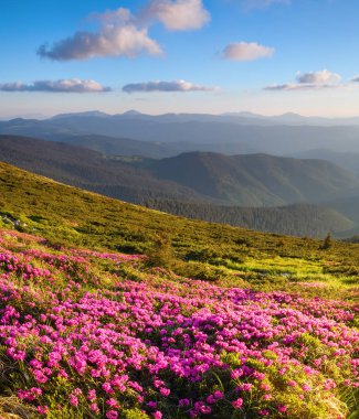Harika pembe orman gülleri ile kaplı çim dan ısmarlayarak yüksek dağlar, Vadisi, mavi gökyüzü güneşli bir günde açılır. Güzel yaz manzara.