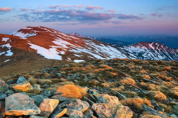 The landscape of the high mountains in snow. The grass and the rocks on the meadow. Sunrise is lightening the horizon. Sky with clouds. The place of tourists rest Carpathians Ukraine Europe.