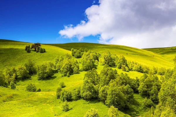 Paisagem Incrível Com Gramados Verdes Com Flores Amarelas Árvores Céu — Fotografia de Stock