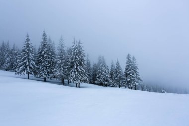 Güzel ağaçlar ayakta kar kar taneleri ile soğuk kış Sisli sabah döktü çim kaplı. Güzel kış arka plan. Rüya gibi firs büyülü ormanın içinde. Kış dokulu arka plan.  