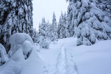 Güzel soğuk bir gün dağlar arasında büyülü ağaçlar idyllicl manzara karşı beyaz kabarık kar ile kaplı bulunmaktadır. Sahne turistler için. Geniş iz görkemli kış ormanı na gidiyor.