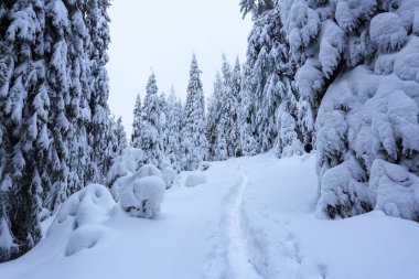 Güzel soğuk bir gün dağlar arasında büyülü ağaçlar idyllicl manzara karşı beyaz kabarık kar ile kaplı bulunmaktadır. Sahne turistler için. Geniş iz görkemli kış ormanı na gidiyor.