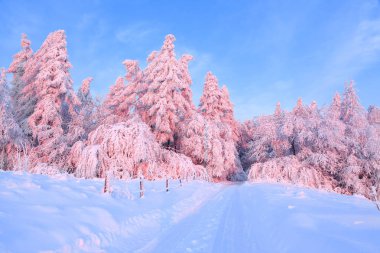 Kalın kar tabakası ile kaplı güzel bükülmüş ağaçlar gül renkli günbatımı güzel kış gün aydınlatmak. Kar ile inanılmaz sahne ormanları kaplı. Ahşap çit ve uzun boylu Ladin.