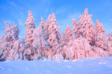 Kalın kar tabakası ile kaplı güzel bükülmüş ağaçlar gül renkli günbatımı güzel kış gün aydınlatmak. Ormanları inanılmaz sahne kar ile kaplı.