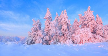 Kar bir manzara güzel ağaçlar buz ve kar için çim kaplı. Hafif pembe güneş ışınları günbatımı ağaçlar gökyüzü ve aydınlatmak. Sihirli kış manzarası. 