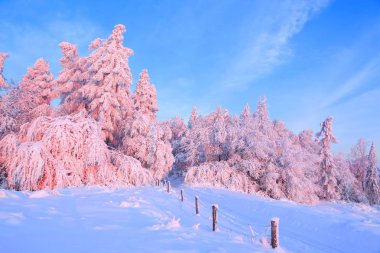 Kalın kar tabakası ile kaplı güzel bükülmüş ağaçlar gül renkli günbatımı güzel kış gün aydınlatmak. Kar ile inanılmaz sahne ormanları kaplı. Ahşap çit ve uzun boylu Ladin.