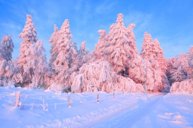 Nazik sabah pembe ışıkla aydınlatılmış karla kaplı ağaçlar ile ormana geniş bir yol açar. Ahşap çit rüzgârla oluşan kar yığını içinde. Güzel kış manzarası.
