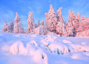 Kar bir manzara güzel ağaçlar buz ve kar için çim kaplı. Hafif pembe güneş ışınları günbatımı ağaçlar gökyüzü ve aydınlatmak. Sihirli kış manzarası. 