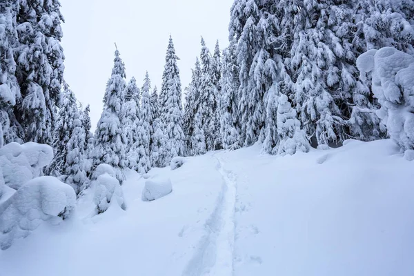 Ett Frostigt Vacker Dag Bland Bergen Magiska Träd Täckta Med — Stockfoto