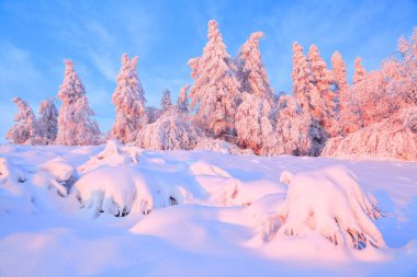 Kar bir manzara güzel ağaçlar buz ve kar için çim kaplı. Hafif pembe güneş ışınları günbatımı ağaçlar gökyüzü ve aydınlatmak. Sihirli kış manzarası. 
