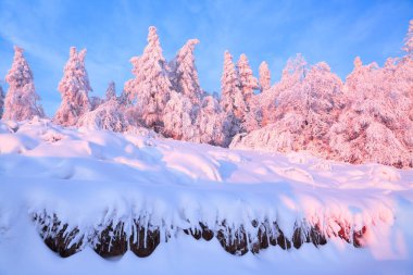 Kar bir manzara güzel ağaçlar buz ve kar için çim kaplı. Hafif pembe güneş ışınları günbatımı ağaçlar gökyüzü ve aydınlatmak. Sihirli kış manzarası. 