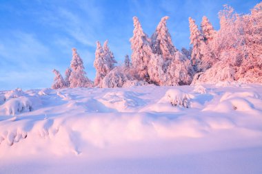 Kalın kar tabakası ile kaplı güzel bükülmüş ağaçlar gül renkli günbatımı güzel kış gün aydınlatmak. Ormanları inanılmaz sahne kar ile kaplı.