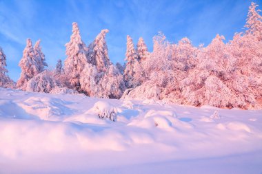 Kalın kar tabakası ile kaplı güzel bükülmüş ağaçlar gül renkli günbatımı güzel kış gün aydınlatmak. Ormanları inanılmaz sahne kar ile kaplı.