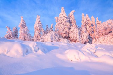 Kar bir manzara güzel ağaçlar buz ve kar için çim kaplı. Hafif pembe güneş ışınları günbatımı ağaçlar gökyüzü ve aydınlatmak. Sihirli kış manzarası. 