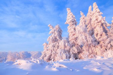 Kar bir manzara güzel ağaçlar buz ve kar için çim kaplı. Hafif pembe güneş ışınları günbatımı ağaçlar gökyüzü ve aydınlatmak. Sihirli kış manzarası. 