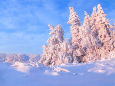 Kar bir manzara güzel ağaçlar buz ve kar için çim kaplı. Hafif pembe güneş ışınları günbatımı ağaçlar gökyüzü ve aydınlatmak. Sihirli kış manzarası. 