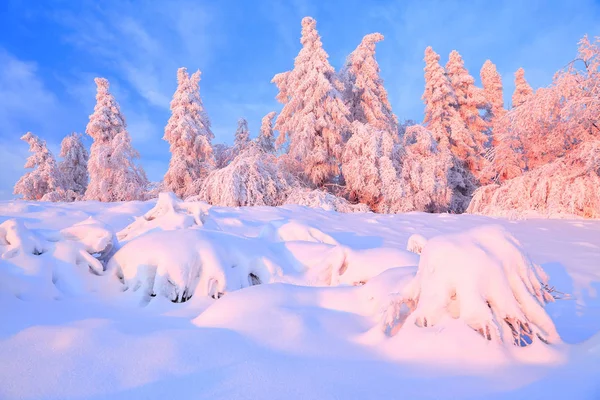 Kar bir manzara güzel ağaçlar buz ve kar için çim kaplı. Hafif pembe güneş ışınları günbatımı ağaçlar gökyüzü ve aydınlatmak. Sihirli kış manzarası. 