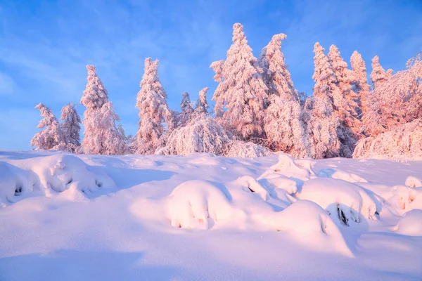 Kar bir manzara güzel ağaçlar buz ve kar için çim kaplı. Hafif pembe güneş ışınları günbatımı ağaçlar gökyüzü ve aydınlatmak. Sihirli kış manzarası. 