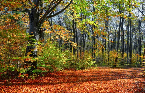 Wide Trail Covered Fallen Leaves Sides Which Grow Trees Still — Stock Photo, Image