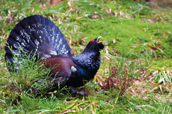 Orrspel Med Otroliga Färgade Fjädrar Stannar Den Gröna Gräsmattan Nysta — Stockfoto