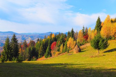 Sarı çim çim yeşil yemyeşil adil ağaçları sonbahar dağlar ve ormanlar arka plan ile güneşli sabah vardır.