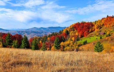 Sarı çim çim yeşil yemyeşil adil ağaçları sonbahar dağlar ve ormanlar arka plan ile güneşli sabah vardır.