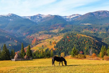 Yüksek dağlar arasında çayır üzerinde bir at grazes. Yüksek dağ manzaralı'nın bahçesinde güzel bir kahverengi at standları.