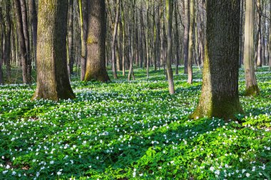 Siyah gölgeler hills ile yeşil çim ve beyaz çiçekler çim üzerinde yalan söyledim. Güzel bahar manzara.