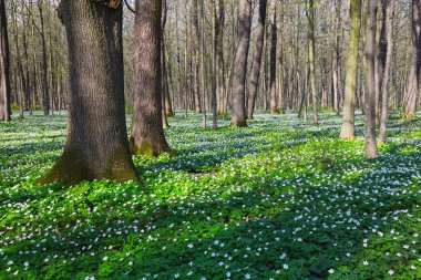 Siyah gölgeler hills ile yeşil çim ve beyaz çiçekler çim üzerinde yalan söyledim. Güzel bahar manzara.