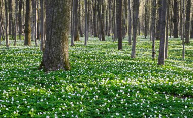 Siyah gölgeler hills ile yeşil çim ve beyaz çiçekler çim üzerinde yalan söyledim. Bahar köy sahne. 