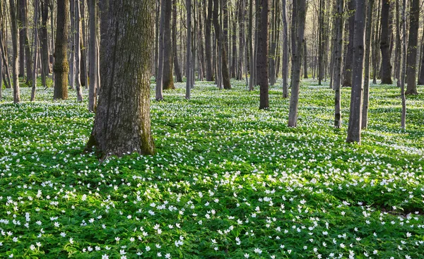 Siyah gölgeler hills ile yeşil çim ve beyaz çiçekler çim üzerinde yalan söyledim. Bahar köy sahne. 