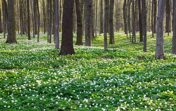 Siyah gölgeler hills ile yeşil çim ve beyaz çiçekler çim üzerinde yalan söyledim. Bahar köy sahne. 