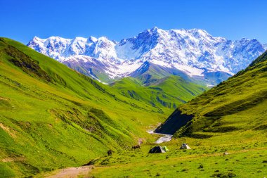 Çayırlar ve rocky Dağları kar ile kaplı arasında yeşil çimenlerin üzerinde hangi inekler otlatma stand üç çadır yakınındaki. Üst Svaneti, Georgia, Europe.