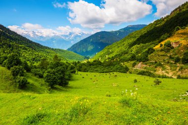 Ağaçlar ve çiçeklerle çimenlikte kar kaplı yüksek sarp dağların arasında inek otlatmak. Üst Svaneti, Georgia, Europe. 