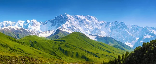 Große Grüne Wiese Mit Grünem Gras Bedeckt Und Ringsum Stehen — Stockfoto