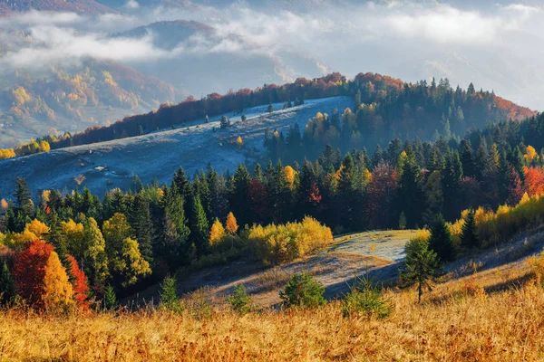 Ongelooflijke Landschap Met Groen Gras Glazuur Mist Zachte Zon Koude — Stockfoto