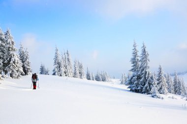 Yüksek dağlarda adam karlı alanları ve ormanları soğuk karlı günde gidiyor.  
