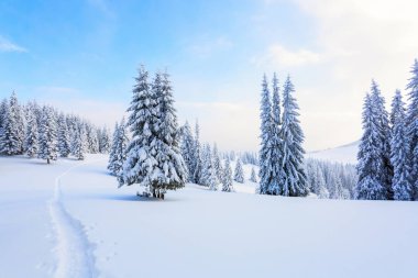 Beyaz karla kaplı'nın bahçesinde güzel kış günde yoğun orman yol çiğnenmiş bir yol olduğunu.  