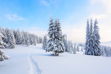 Beyaz karla kaplı'nın bahçesinde güzel kış günde yoğun orman yol çiğnenmiş bir yol olduğunu.  
