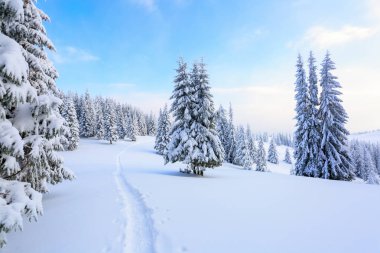Beyaz karla kaplı'nın bahçesinde güzel kış günde yoğun orman yol çiğnenmiş bir yol olduğunu.  