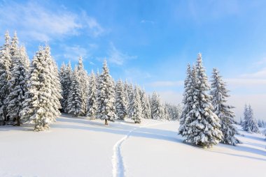 Beyaz karla kaplı'nın bahçesinde güzel kış günde yoğun orman yol çiğnenmiş bir yol olduğunu.  