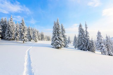 Beyaz karla kaplı'nın bahçesinde güzel kış günde yoğun orman yol çiğnenmiş bir yol olduğunu.  